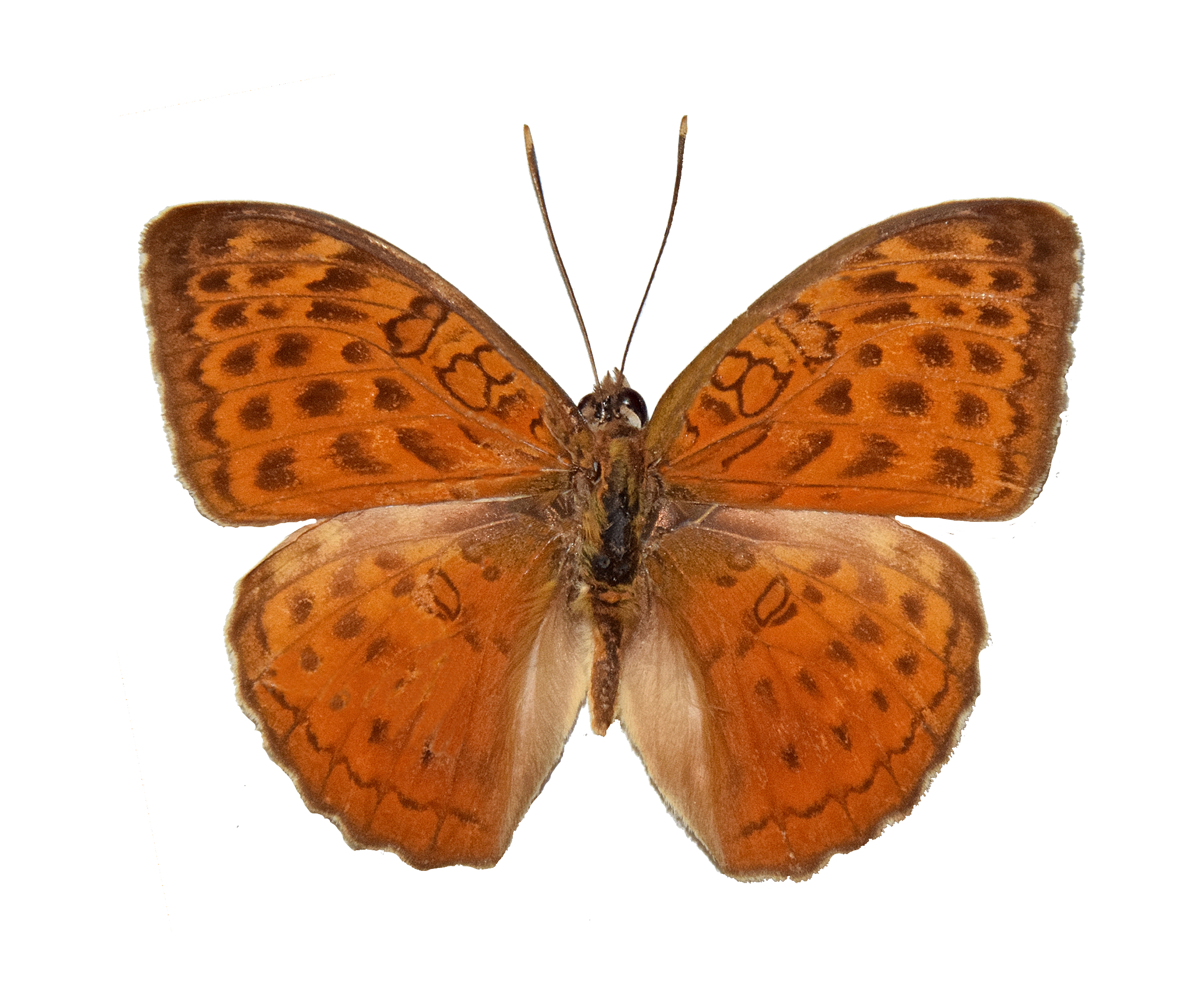 Nymphalidae